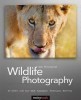 Wildlife Photography title=